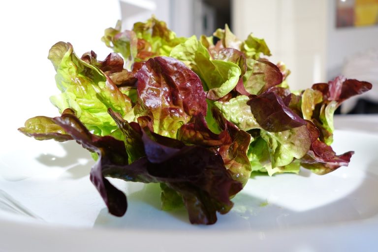 Ensalada Detox con Cerezas en Thermomix 5 Lechuga de roble para ensalada de alcachofas y cerezas en Thermomix
