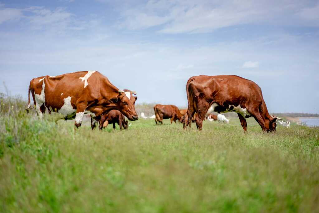 Vacas pastando en un prado verde, imagen ilustrativa de la alimentación mediante pastos