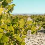 Viñedo español de cepas antiguas, imagen ilustrativa para la guía de Bodegas Arzuaga