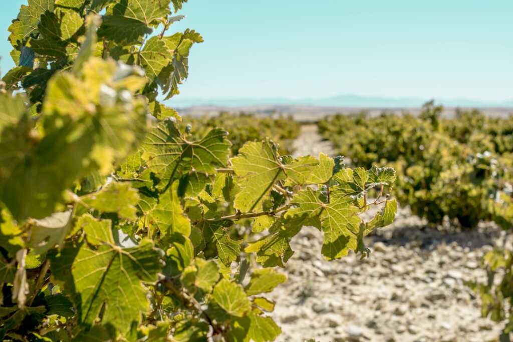 Viñedo español de cepas antiguas, imagen ilustrativa para la guía de Bodegas Arzuaga